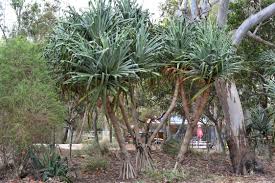 Image result for Pandanus sp. A