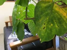 Q 観葉植物の葉が黄色くなってきた 観葉植物のお手入れサービス