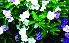 Image result for Brunfelsia australis