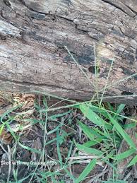 Image result for Digitaria velutina