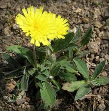 Image result for Brachythrix glomerata