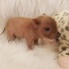 We know it can be tempting to take home that little ball of fluff on the other side of the glass in a pet store. Home Mini Pocket Pigs Mini Pocket Pigs