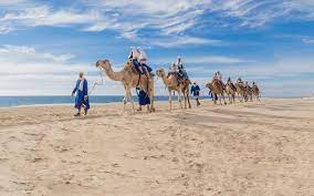 As you travel through the baja outback, ancient cacti line the sandy pathways which are home to a huge array of during the winter months, be sure to keep an eye out for humpback whales as they swim past the ranch. Camel Rides In Cabo San Lucas Book Your Tour Cabo Adventures