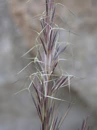 Image result for Aristida effusa