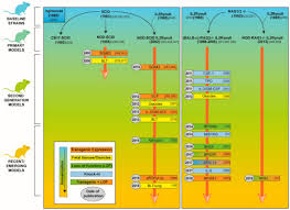 Vaccines Free Full Text Humanized Mice For Live Attenuated Vaccine Research From Unmet Potential To New Promises Html