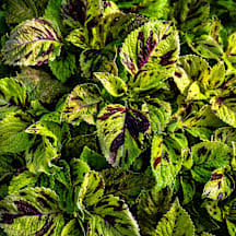 Image result for Coleus meyeri