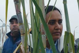 De Don Quijote a Los Trotamúsicos. Los dibujos animados de Cruz Delgado"