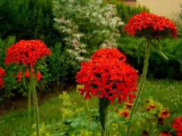 Image result for Lychnis chalcedonica `Dusky Salmon`