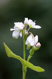 Image result for Fagopyrum esculentum