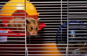How To Clean Your Pet Hamster's Cage