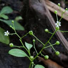 Image result for Samolus