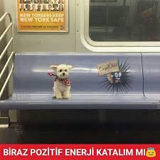 Enerjiniz Fullendi Mi Sosyalokuz Kopek Tatli Enerji Mutlu Metro Pozitif Guzel Resim Carsamba Okuz Tatli Ve Hayvanlar