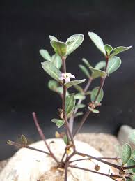 Image result for Raphionacme hirsuta