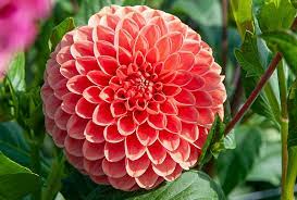 Dahlia Jomanda