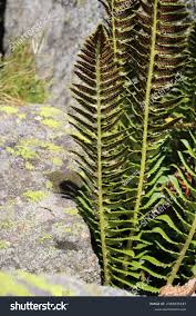 Image result for Lonchitis