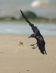 Birds On The Bat Forum 