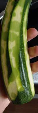 Zucchini Mit Flecken Bedenkfrei Essbar Essen Gemuse