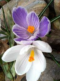 Crocus Flower Photos Fall Bulbs Flowers