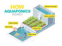 Which Aquaponics System Is The Best The Aquaponics Guide