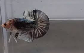 Ikan ini mempunyai bentuk dan karakter yang unik dan cenderung agresif dalam mempertahankan. Singkatan Atau Istilah Dalam Komunitas Ikan Cupang Yang Perlu Diketahui