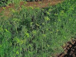 Image result for Anethum