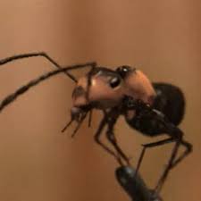 It was released as the second single from their third studio album, mutter, on 14 may 2001. Rammstein Links 2 3 4 Instrumental Cover By 741 By Mini Mini 741