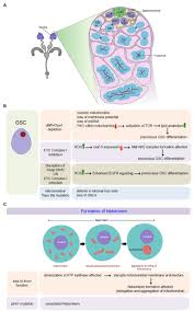 The nucleus is where the genetic information of the cell is housed. Frontiers Mitochondrial Control Of Stem Cell State And Fate Lessons From Drosophila Cell And Developmental Biology