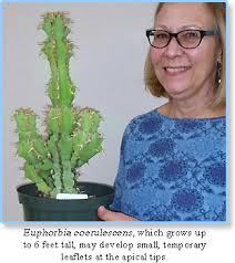 Image result for Euphorbia memoralis