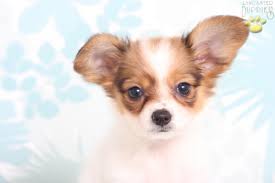Find only guaranteed quality, healthy puppies. Penelope Papillon Puppy For Sale In Naples Fl Happy Valentines Day Happyvalentinesday2016i