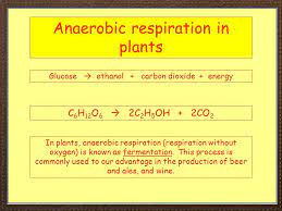 Igcse Biology Section 2 Lesson 4 Ppt Download