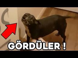 Bizim Goremedigimiz Varliklari Gorebilen Hayvanlar Cin Melek Seytan Ve Ruhlari Gorebiliyorlar Youtube