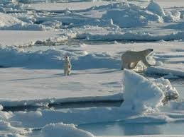 Kutub utara, yaitu greenland (tanah hijau) dan antartika di kutub selatan. Ekosistem Tundra Pengertian Ciri Penyebaran Jenis Dan Dampaknya