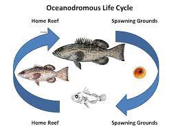 Anadromous Catadromous Amphidromous Oceanodromous Or Potamodromous The Fisheries Blog
