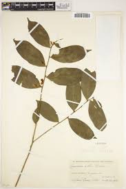 Image result for Polygala usafuensis