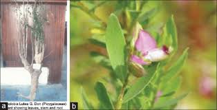 Image result for Carpolobia goetzei