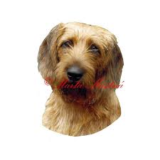 Image result for štýrský brakýř