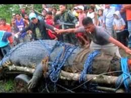 Lolong Nama Buaya Terbesar Di Dunia Youtube