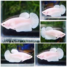 Half Moon Female White Platinum Betta Fish Halfmoon Betta Betta Fish Pet