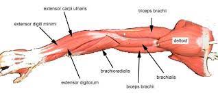 Muscles of arm diagram, download this wallpaper for free in hd resolution. A Guide To The Muscles Of The Arm Carlsbad Fit Body Boot Camp Arm Muscles Muscle Diagram Anatomy Images