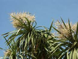 How To Winterize Outdoor Yucca Plants Yucca Plant Yukka Plant Plants
