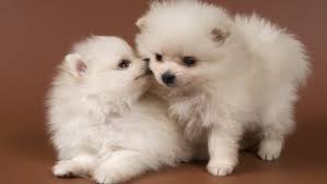 See more ideas about puppies, pomeranian puppy, pomeranian dog. Pomeranian Puppies Cute Pictures And Facts Dogtime