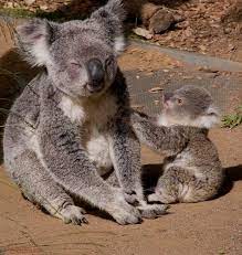 Don T Forget To Follow Koala Marker Tag Share With Your Friends Ilovekoalas Westernaustraliawildlifepark Koala Koalas Koala Bear
