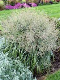 Image result for Panicum comorense