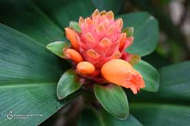 Image result for Costus