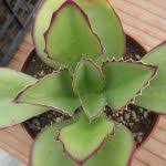 Kalanchoe Synsepala Walking Kalanchoe World Of Succulents Succulents Plants Planting Succulents