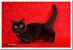 Long Hair Black Munchkin Cat