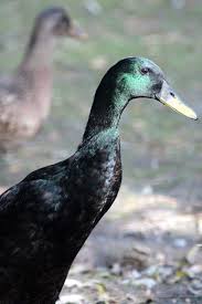 Duck Breeds 14 Breeds You Could Own And Their Facts At A Glance