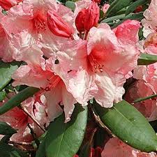 Gardenexpert Rhododendron Hardy Hybrid Virginia Richards Https Www Amazon Co Uk Dp B00e5b7ge8 Ref Cm Sw R Pi Dp X I2wdzbhy Amazing Flowers Flowers Plants