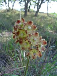 Image result for Glossostelma carsonii