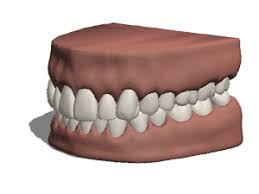 Anatomy Teeth Gums Free 3d Model 3ds Obj Open3dmodel 184037